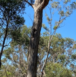 Eucalyptus melliodora at Bungonia National Park - 30 Mar 2024 11:15 AM