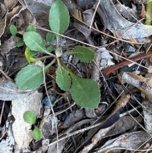 Goodenia hederacea subsp. hederacea at Bungonia National Park - 30 Mar 2024