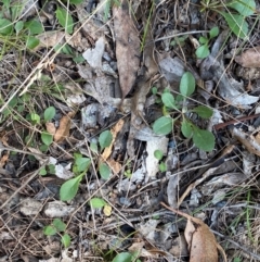 Goodenia hederacea subsp. hederacea at Bungonia National Park - 30 Mar 2024