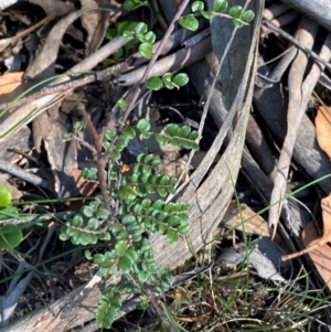 Bossiaea buxifolia at Bungonia National Park - 30 Mar 2024 11:06 AM