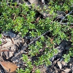 Pultenaea microphylla (Egg and Bacon Pea) at Bungonia National Park - 30 Mar 2024 by Tapirlord