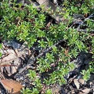 Pultenaea microphylla at Bungonia National Park - 30 Mar 2024 11:06 AM