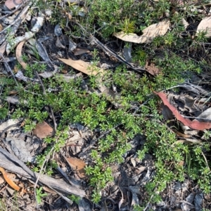 Pultenaea microphylla at Bungonia National Park - 30 Mar 2024 11:06 AM