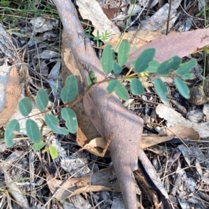 Indigofera australis subsp. australis at Bungonia National Park - 30 Mar 2024 11:06 AM