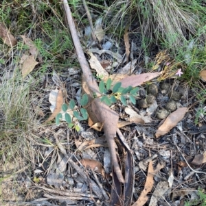 Indigofera australis subsp. australis at Bungonia National Park - 30 Mar 2024 11:06 AM