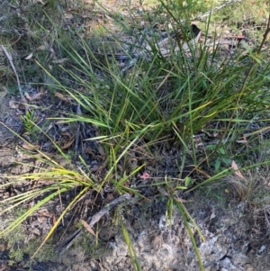 Dianella revoluta var. revoluta at Bungonia National Park - 30 Mar 2024 11:06 AM