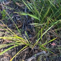 Dianella revoluta var. revoluta at Bungonia National Park - 30 Mar 2024 11:06 AM