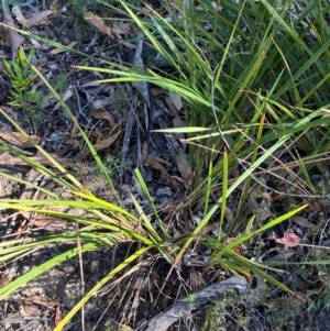 Dianella revoluta var. revoluta at Bungonia National Park - 30 Mar 2024 11:06 AM