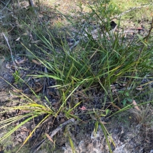 Dianella revoluta var. revoluta at Bungonia National Park - 30 Mar 2024 11:06 AM