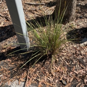 Lomandra multiflora at Bungonia National Park - 30 Mar 2024