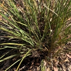 Lomandra multiflora at Bungonia National Park - 30 Mar 2024