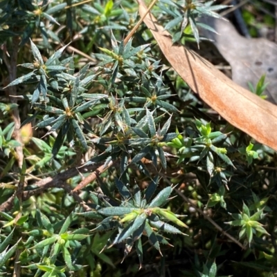 Astroloma humifusum (Cranberry Heath) at Bungonia National Park - 29 Mar 2024 by Tapirlord