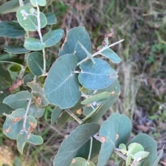 Eucalyptus bridgesiana (Apple Box) at Bungonia National Park - 30 Mar 2024 by Tapirlord