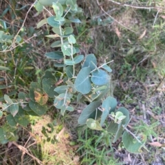 Eucalyptus bridgesiana at Bungonia National Park - 30 Mar 2024