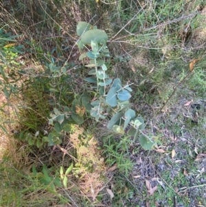 Eucalyptus bridgesiana at Bungonia National Park - 30 Mar 2024