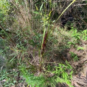 Gahnia aspera at Bungonia National Park - 30 Mar 2024 10:58 AM