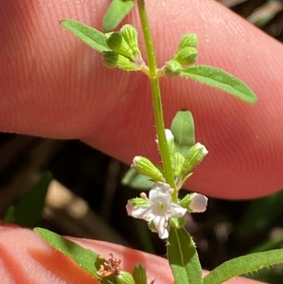 Mentha satureioides (Native Pennyroyal) at Bungonia National Park - 29 Mar 2024 by Tapirlord