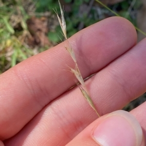 Rytidosperma racemosum var. racemosum at Bungonia National Park - 30 Mar 2024 10:56 AM