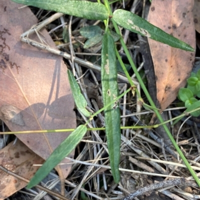 Grona varians (Slender Tick-Trefoil) at Bungonia National Park - 29 Mar 2024 by Tapirlord