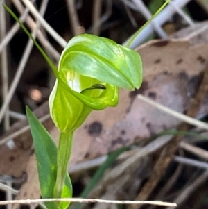 Diplodium obtusum at Bungonia National Park - suppressed