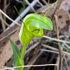 Diplodium obtusum at Bungonia National Park - suppressed