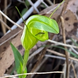Diplodium obtusum at Bungonia National Park - suppressed