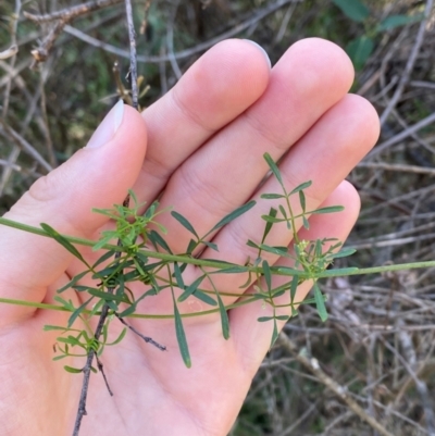 Clematis leptophylla (Small-leaf Clematis, Old Man's Beard) at Bungonia National Park - 29 Mar 2024 by Tapirlord