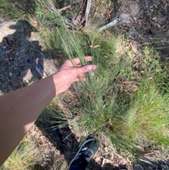 Exocarpos strictus at Bungonia National Park - 30 Mar 2024