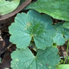 Hydrocotyle laxiflora (Stinking Pennywort) at Bungonia National Park - 29 Mar 2024 by Tapirlord