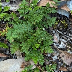 Cheilanthes distans (Bristly Cloak Fern) at Bungonia National Park - 30 Mar 2024 by Tapirlord