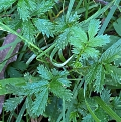 Acaena novae-zelandiae (Bidgee Widgee) at Bungonia National Park - 30 Mar 2024 by Tapirlord