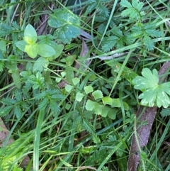 Asplenium flabellifolium (Necklace Fern) at Bungonia National Park - 29 Mar 2024 by Tapirlord