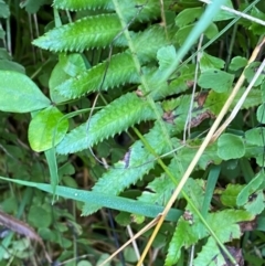 Blechnum neohollandicum (Prickly Rasp Fern) at Bungonia National Park - 29 Mar 2024 by Tapirlord