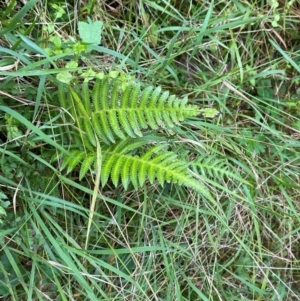 Blechnum neohollandicum at Bungonia National Park - 30 Mar 2024 10:45 AM