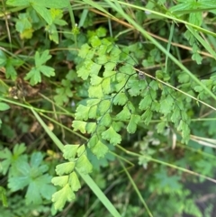 Adiantum capillus-veneris at Bungonia National Park - 30 Mar 2024 by Tapirlord
