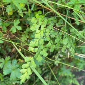 Adiantum capillus-veneris at Bungonia National Park - suppressed