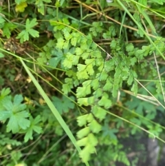 Adiantum capillus-veneris at Bungonia National Park - suppressed