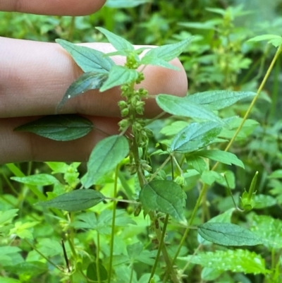 Parietaria debilis (Forest Pellitory) at Bungonia National Park - 30 Mar 2024 by Tapirlord