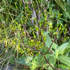Senecio minimus (Shrubby Fireweed) at Bungonia National Park - 30 Mar 2024 by Tapirlord