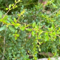 Bursaria spinosa subsp. spinosa (Blackthorn, Boxthorn) at Bungonia National Park - 29 Mar 2024 by Tapirlord