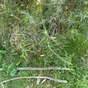 Bursaria spinosa subsp. spinosa at Bungonia National Park - 30 Mar 2024