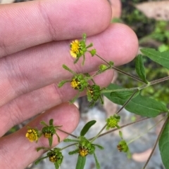 Sigesbeckia orientalis (Indian Weed) at Bungonia National Park - 30 Mar 2024 by Tapirlord