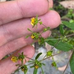 Sigesbeckia orientalis (Indian Weed) at Bungonia National Park - 29 Mar 2024 by Tapirlord