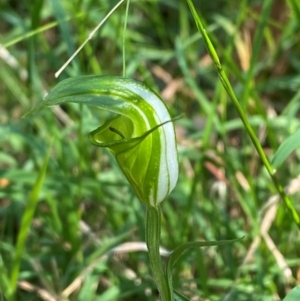 Diplodium obtusum at Bungonia National Park - 30 Mar 2024