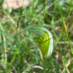 Diplodium obtusum at Bungonia National Park - 30 Mar 2024