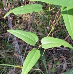 Clematis aristata (Mountain Clematis) at Goulburn Mulwaree Council - 30 Mar 2024 by Tapirlord