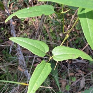 Clematis aristata at Bungonia National Park - 30 Mar 2024 10:38 AM