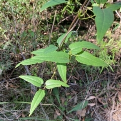 Clematis aristata at Bungonia National Park - 30 Mar 2024 10:38 AM