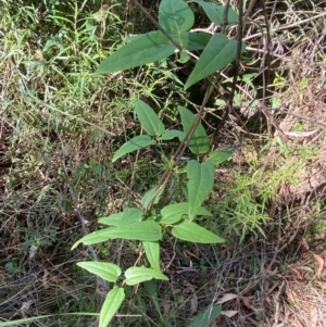 Clematis aristata at Bungonia National Park - 30 Mar 2024 10:38 AM