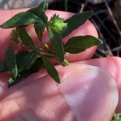 Opercularia diphylla (A stinkweed) at Gundary, NSW - 29 Mar 2024 by Tapirlord